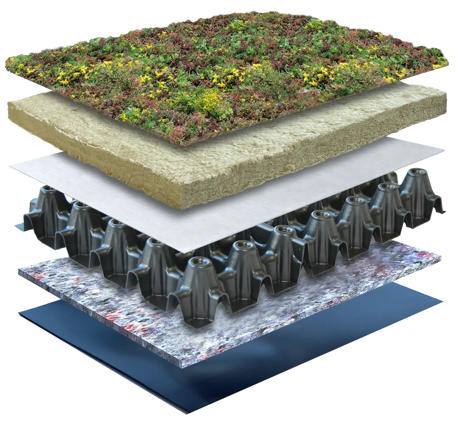 Sedum Original