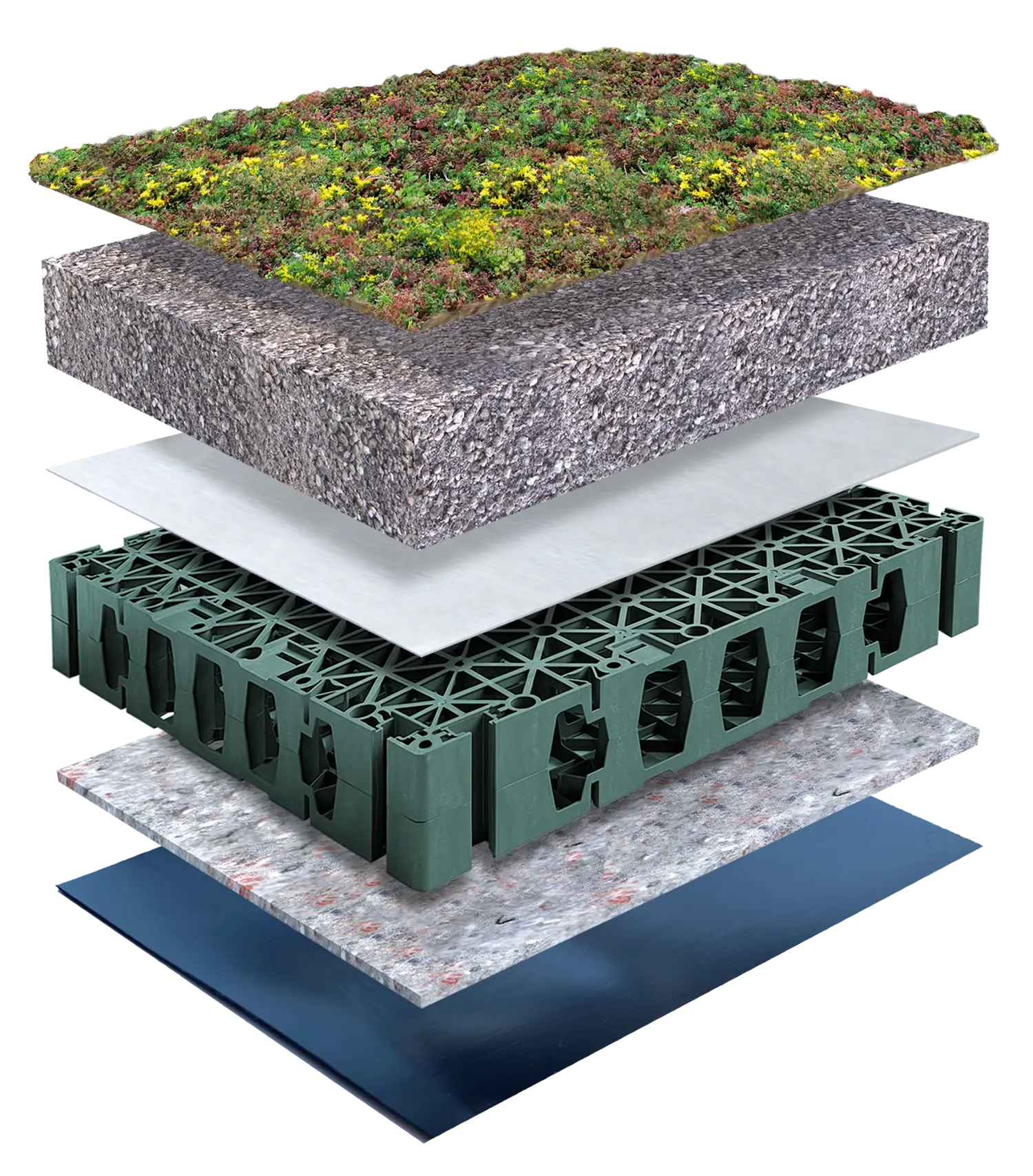 Bluegreen Sedum