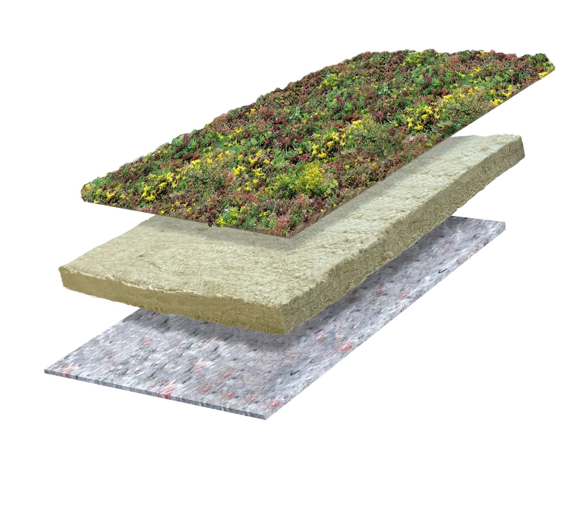 Sedum Lite