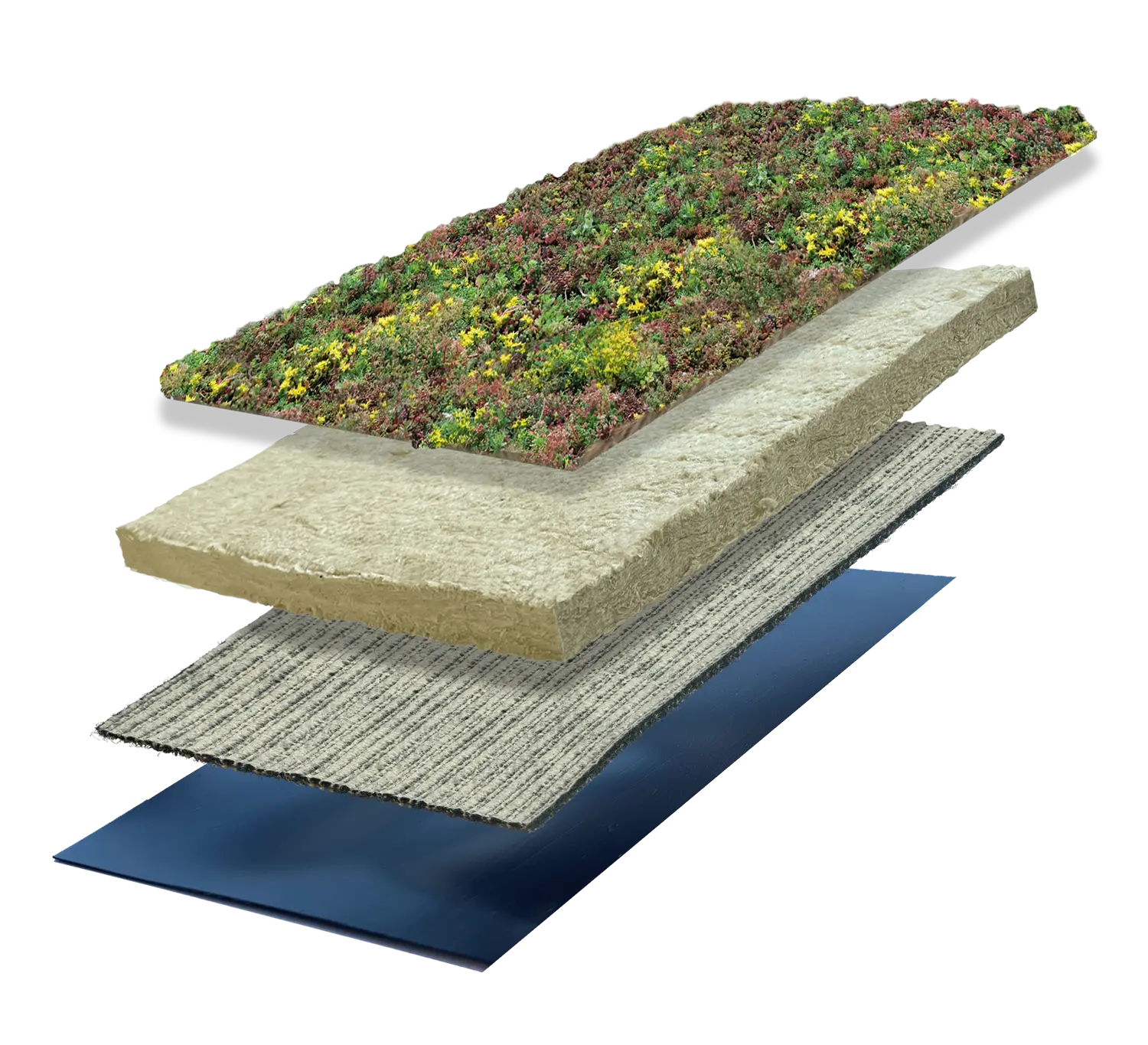 Sedum Lite