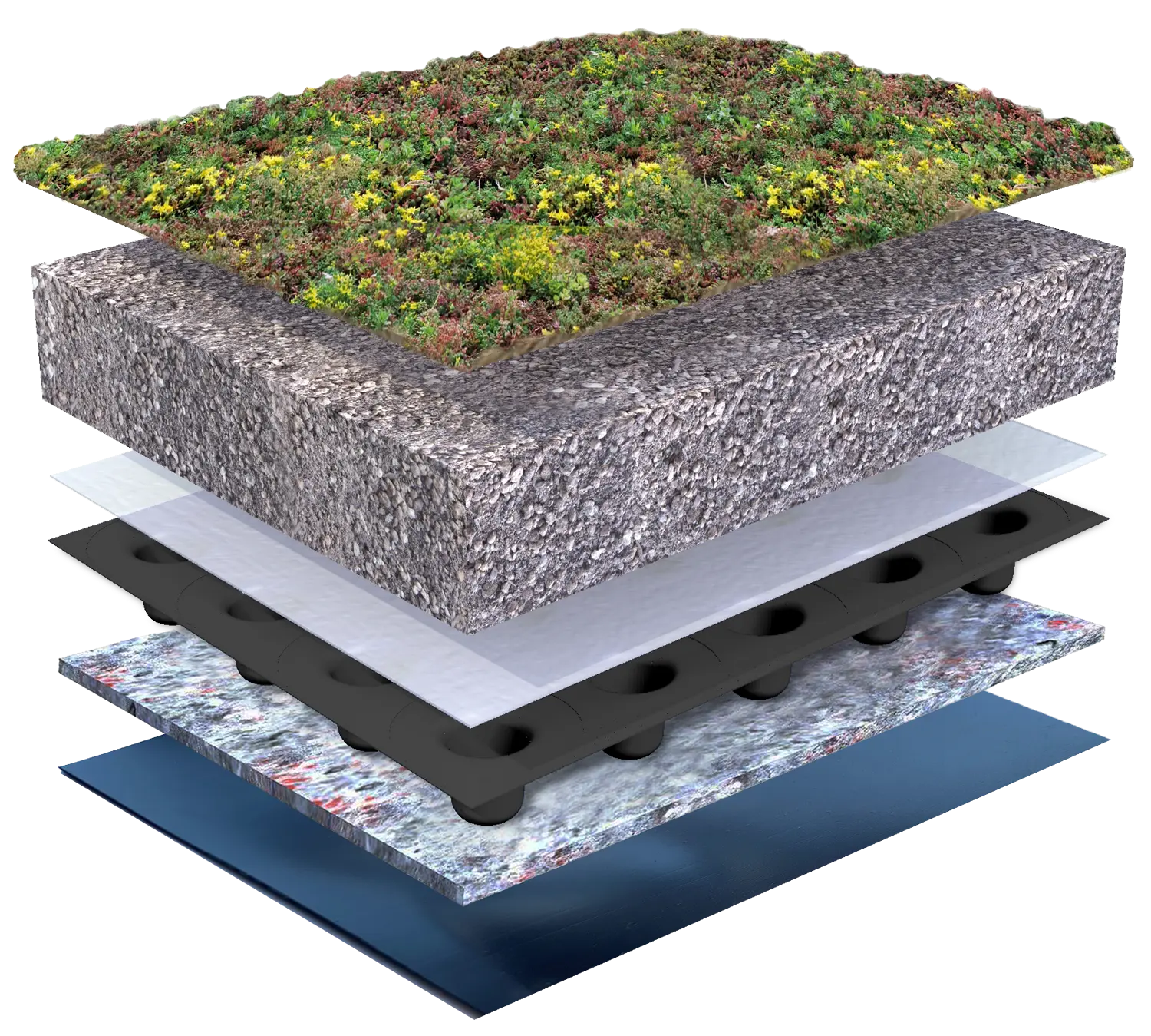 Sedum Original