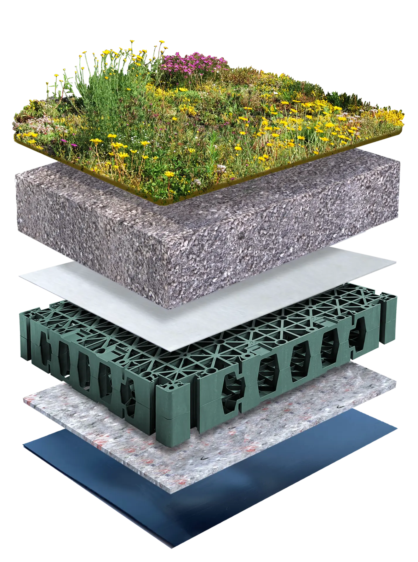 Bluegreen Herba