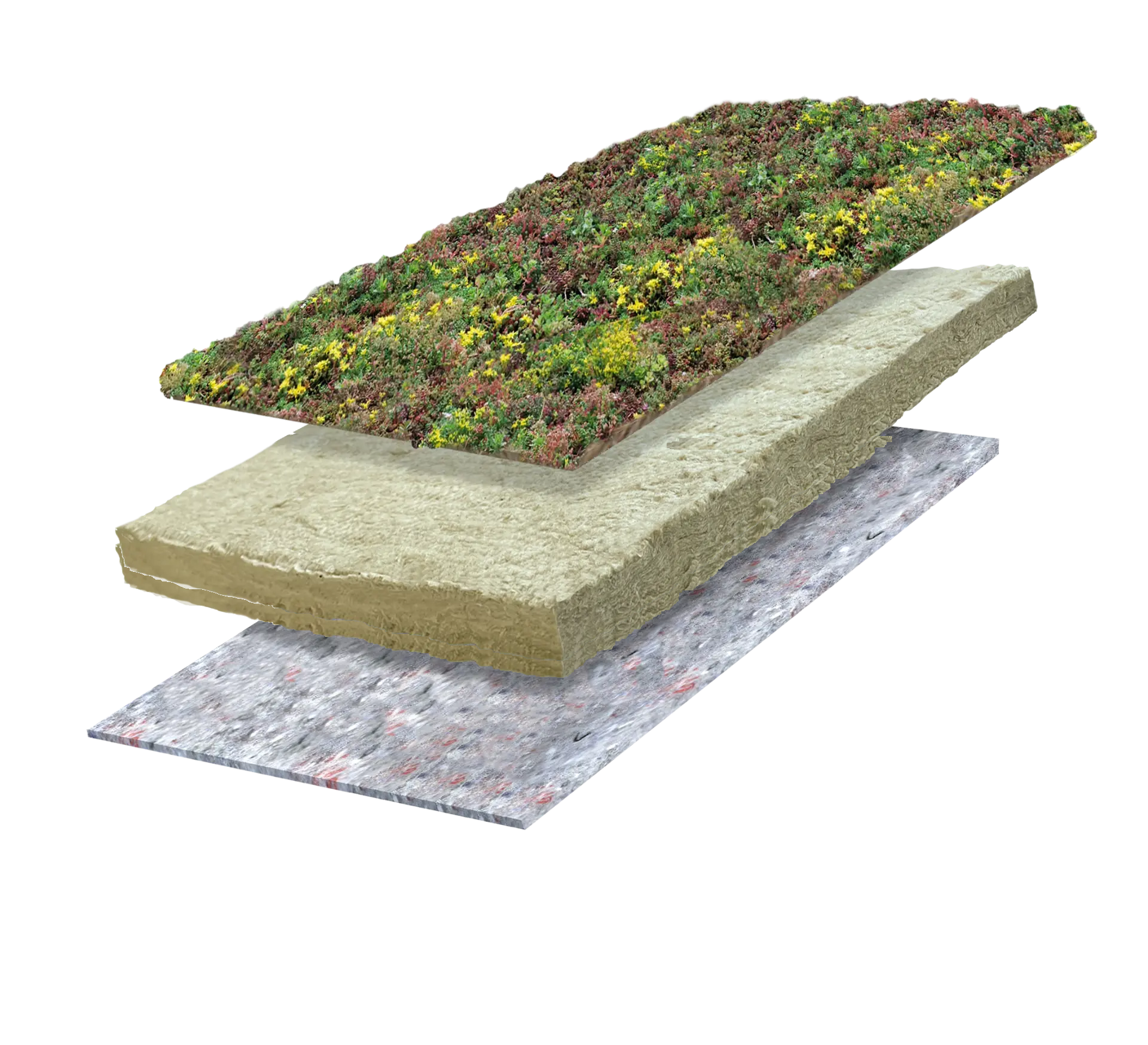Sedum Lite