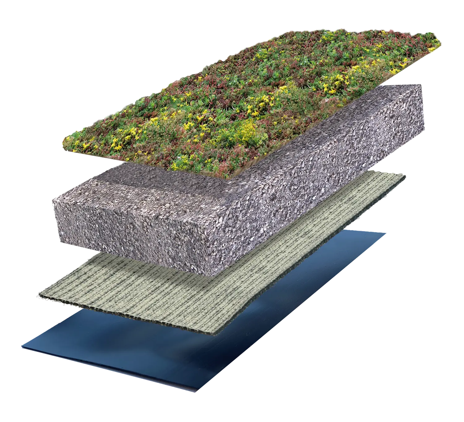 Sedum Original
