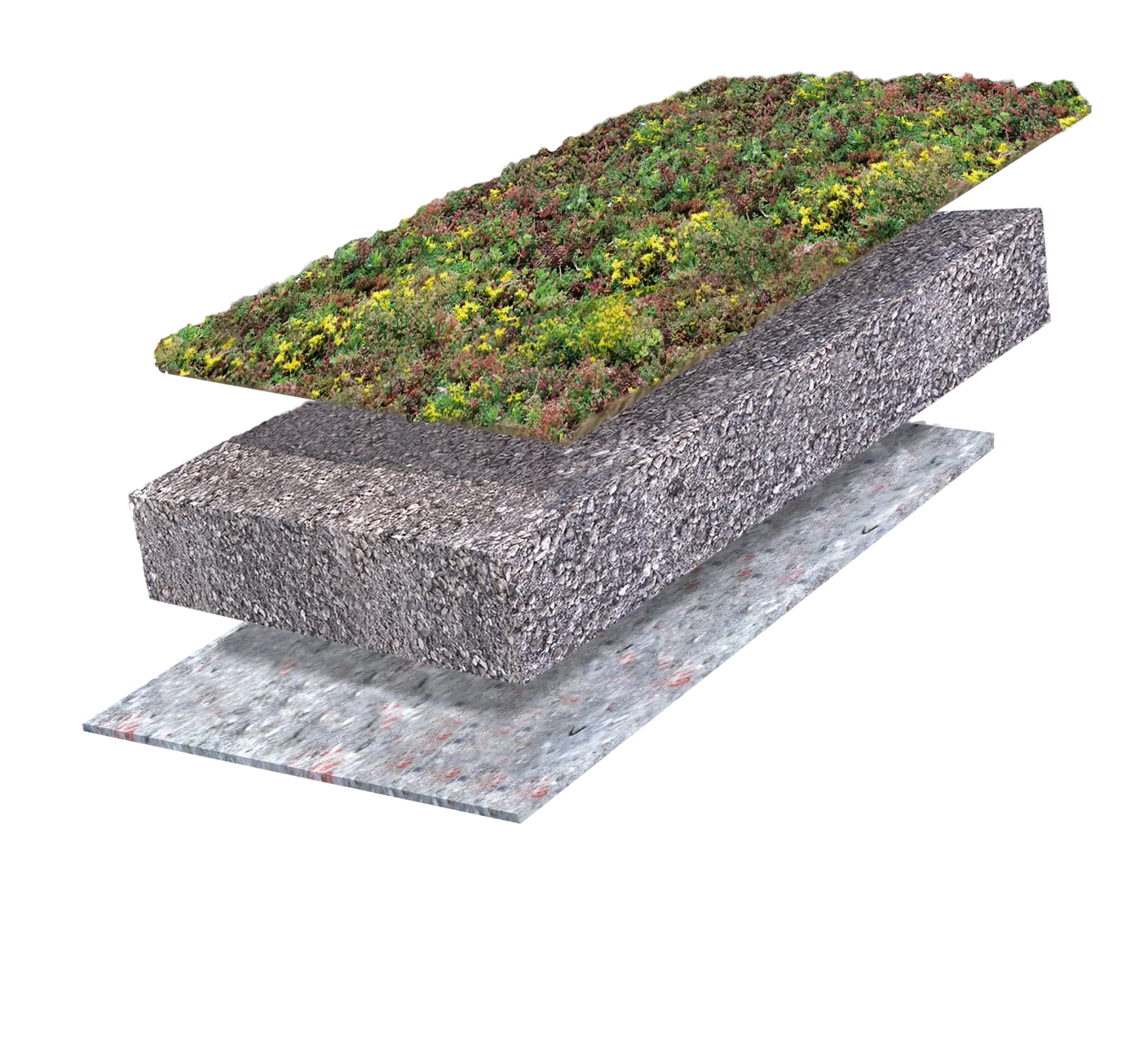 Sedum Original