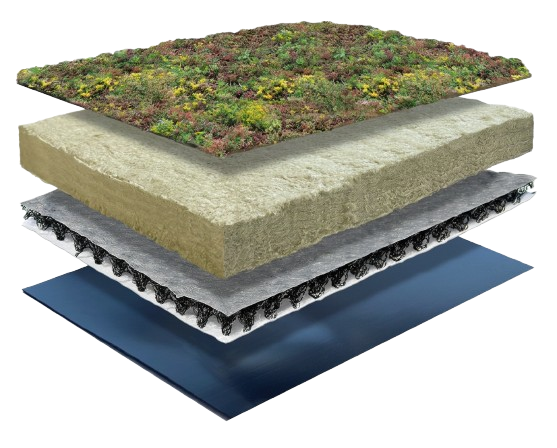 Sedum Lite
