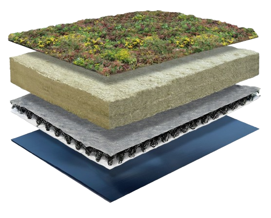 Sedum Lite