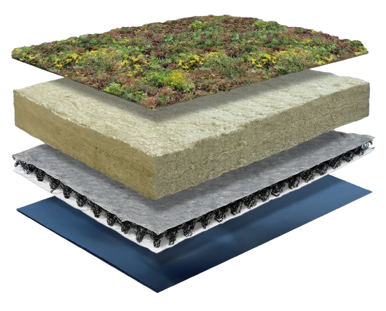 Sedum Lite